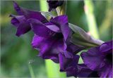 Gladiolus × gandavensis. Цветки с подлетающей пчелой. Московская обл., Раменский р-н, окр. дер. Хрипань, садовый участок. 03.08.2025.