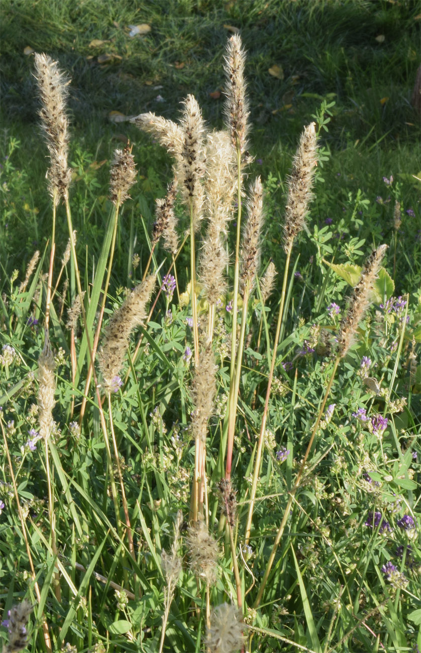 Изображение особи семейство Poaceae.