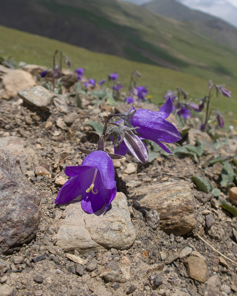 Image of genus Campanula specimen.