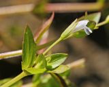 Lindernia procumbens. Верхушка побега с цветком. Приморский край, Октябрьский р-н, окр. с. Чернятино, дол. р. Раздольная на левом берегу, пойма, на илистой отмели. 08.09.2025.