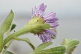Aster spathulifolius. Верхушка побега с соцветием (вид со стороны обёртки). Приморский край, Владивостокский ГО, о. Клыкова, скала. 16.09.2025.