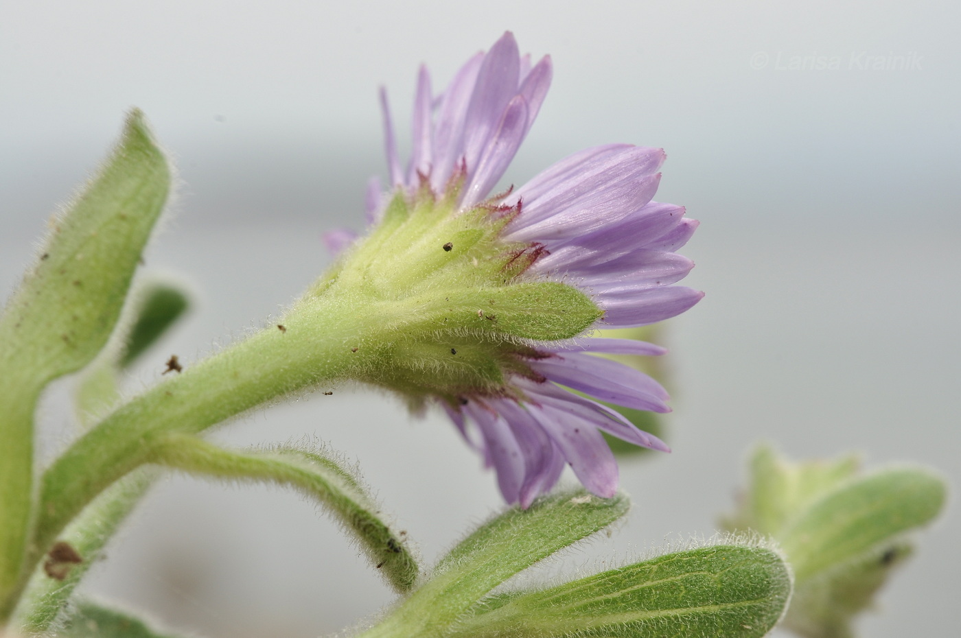 Изображение особи Aster spathulifolius.