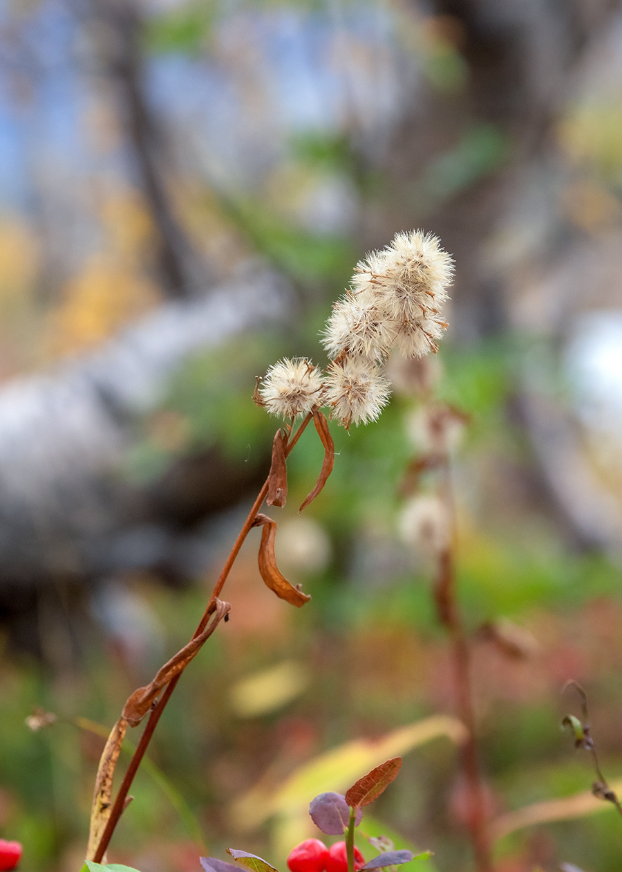 Изображение особи род Solidago.