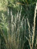 Arrhenatherum elatius