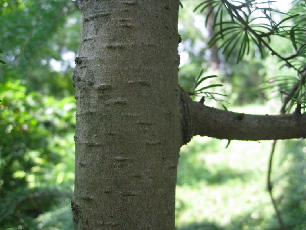 Image of Pseudolarix amabilis specimen.