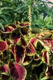 Coleus scutellarioides