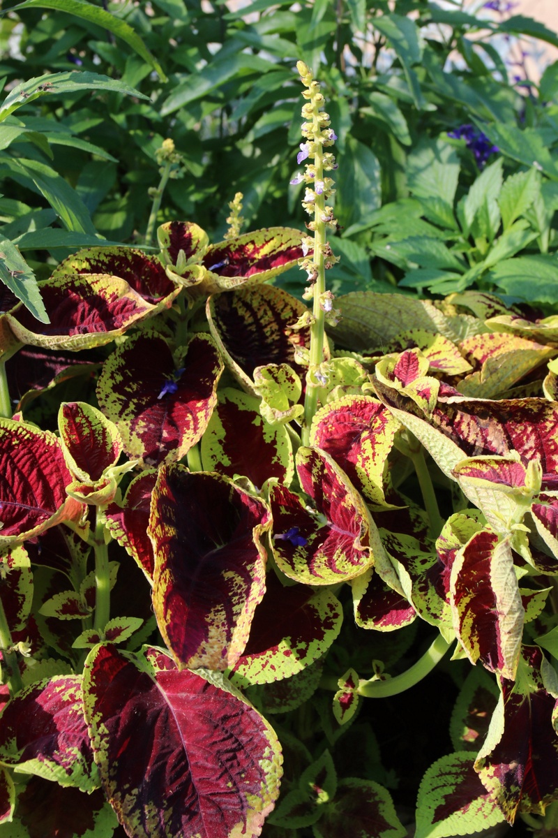 Image of Coleus scutellarioides specimen.