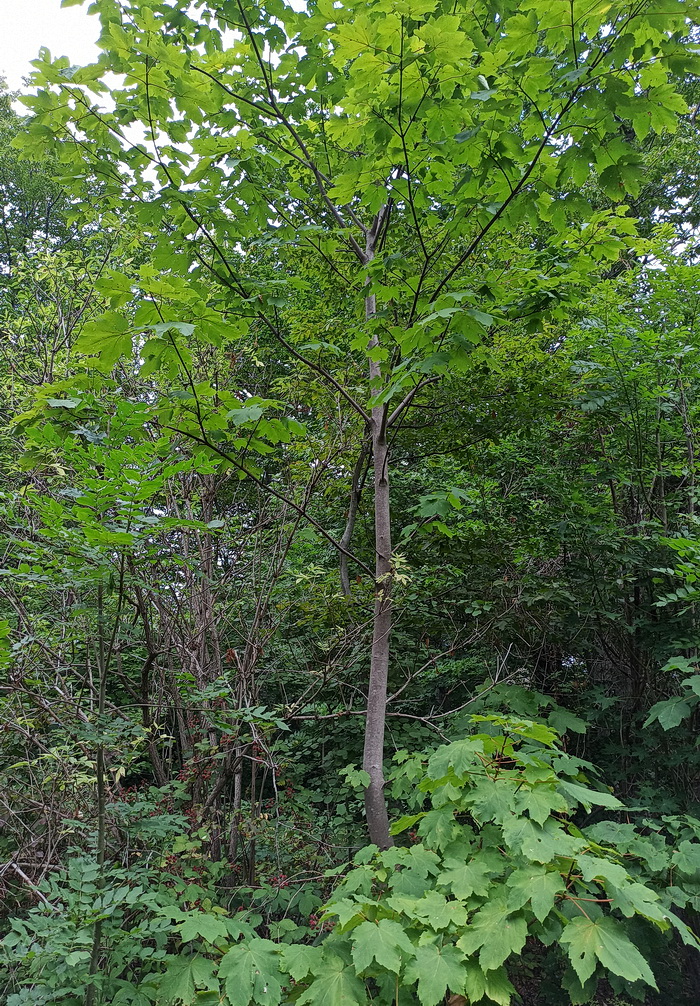Изображение особи Acer pseudoplatanus.