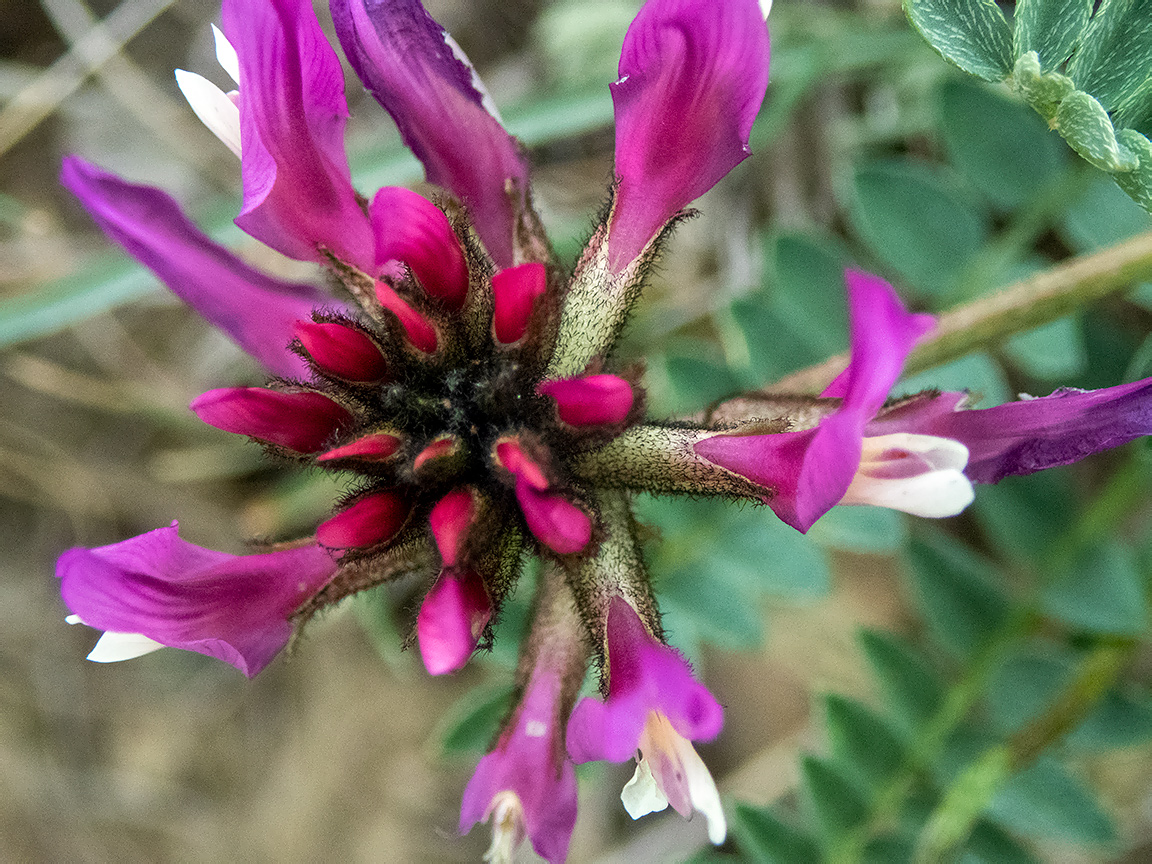 Изображение особи Astragalus suprapilosus.