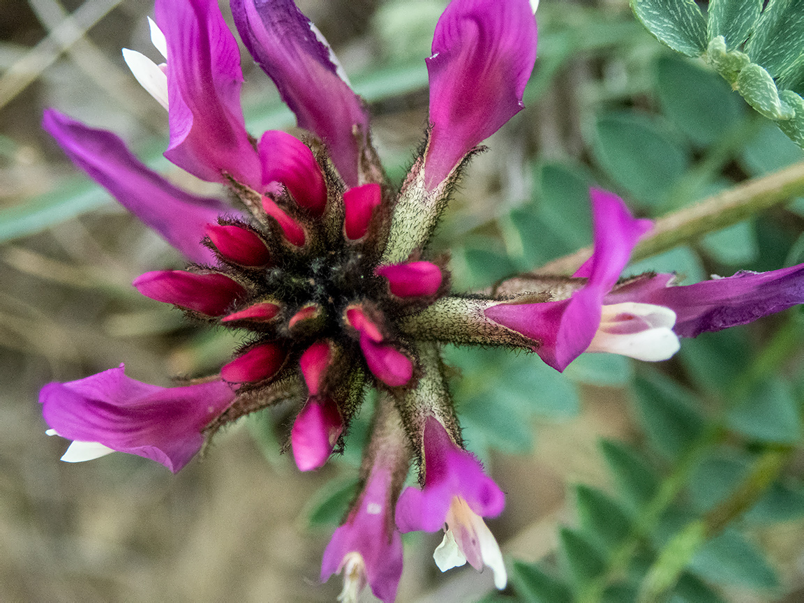 Изображение особи Astragalus suprapilosus.