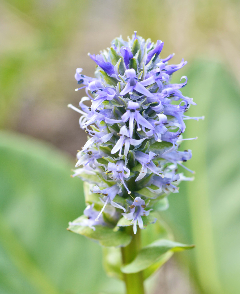 Image of Lagotis glauca specimen.