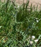 Смотреть изображение семейство Asteraceae