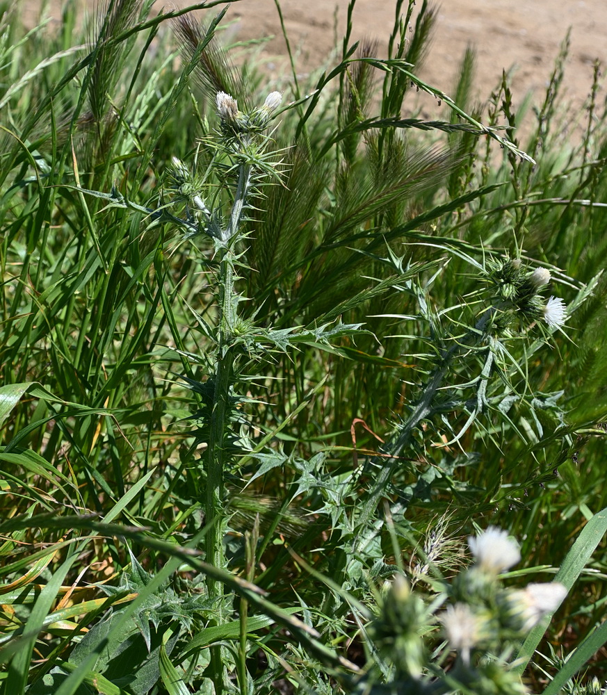 Image of Carduus arabicus specimen.