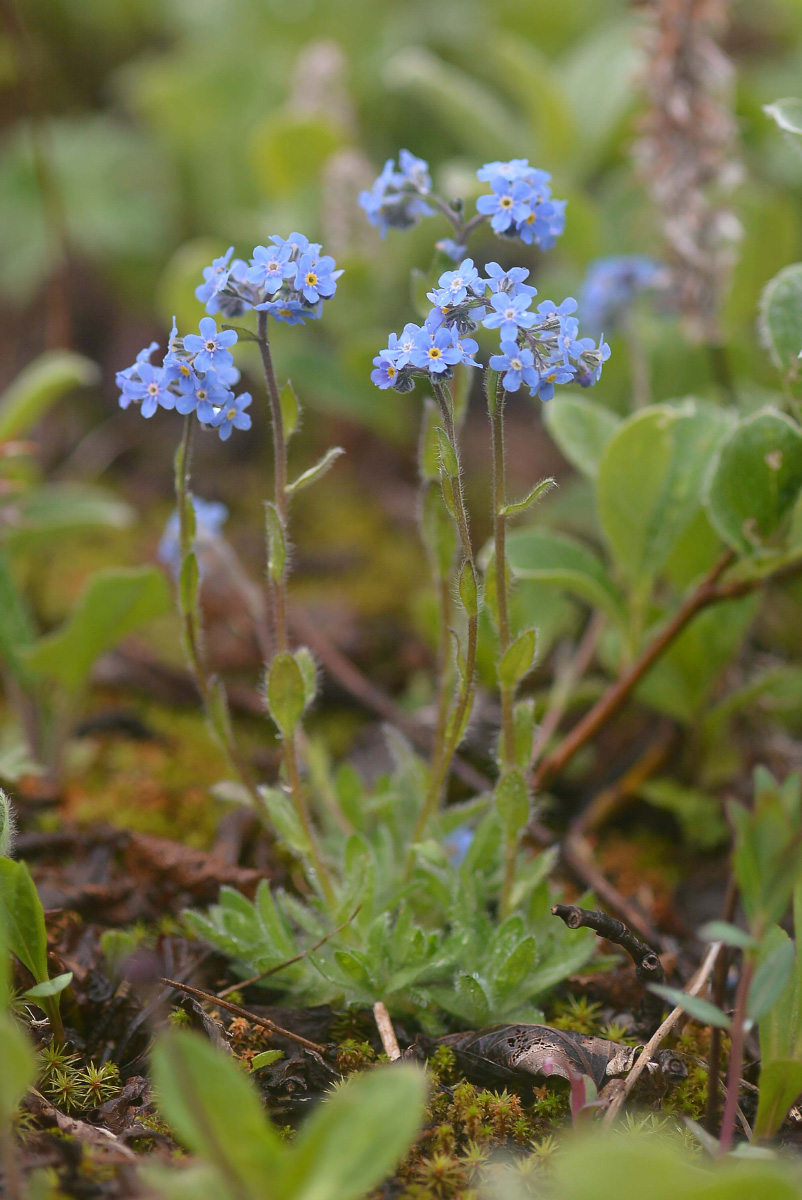 Image of Eritrichium sericeum specimen.