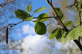 Alnus incana. Часть ветви с молодыми листьями и соцветиями. Ленинградская обл., Ломоносовский р-н, окр. дер. Мал. Забородье, берег пруда в истоках р. Шингарка, мелколиственный лесок. 21.05.2025.
