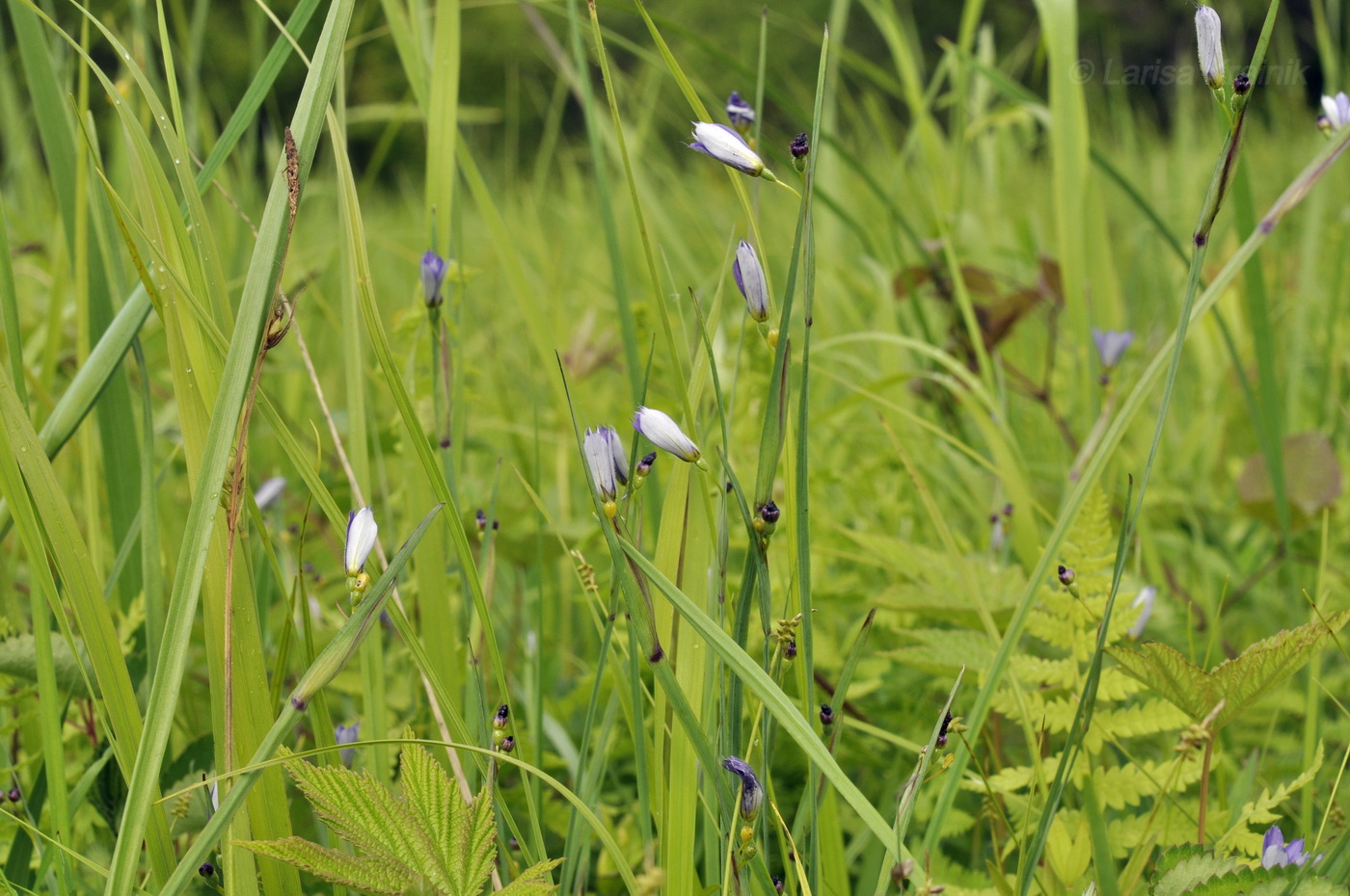 Изображение особи Sisyrinchium septentrionale.