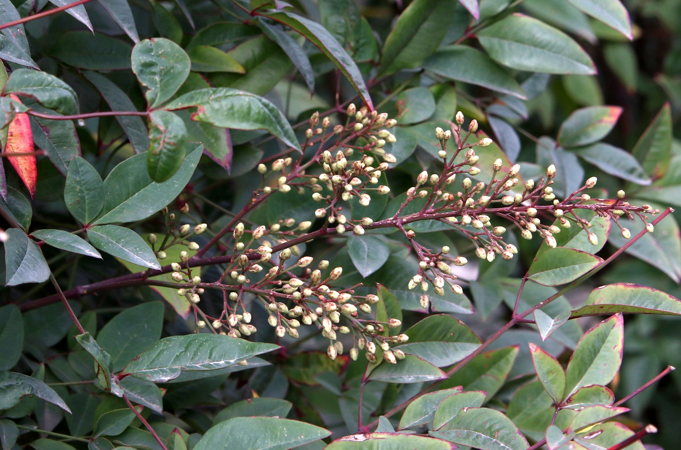 Image of Nandina domestica specimen.