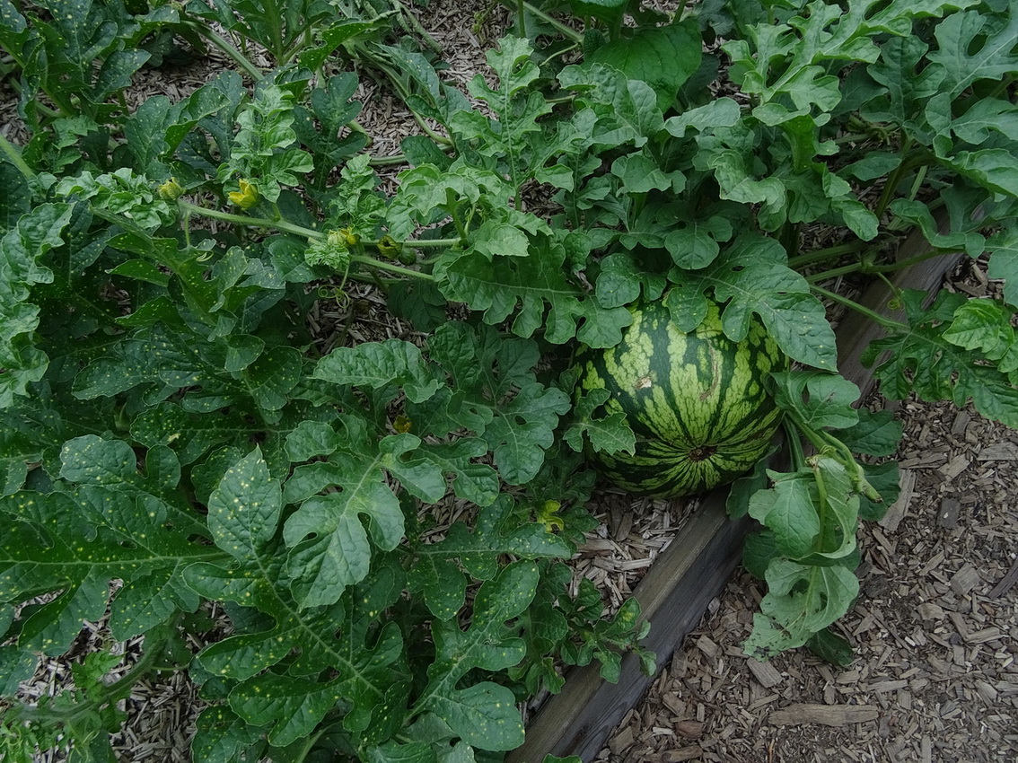 Image of Citrullus lanatus specimen.