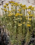 Helichrysum italicum