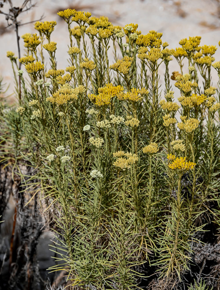 Image of Helichrysum italicum specimen.