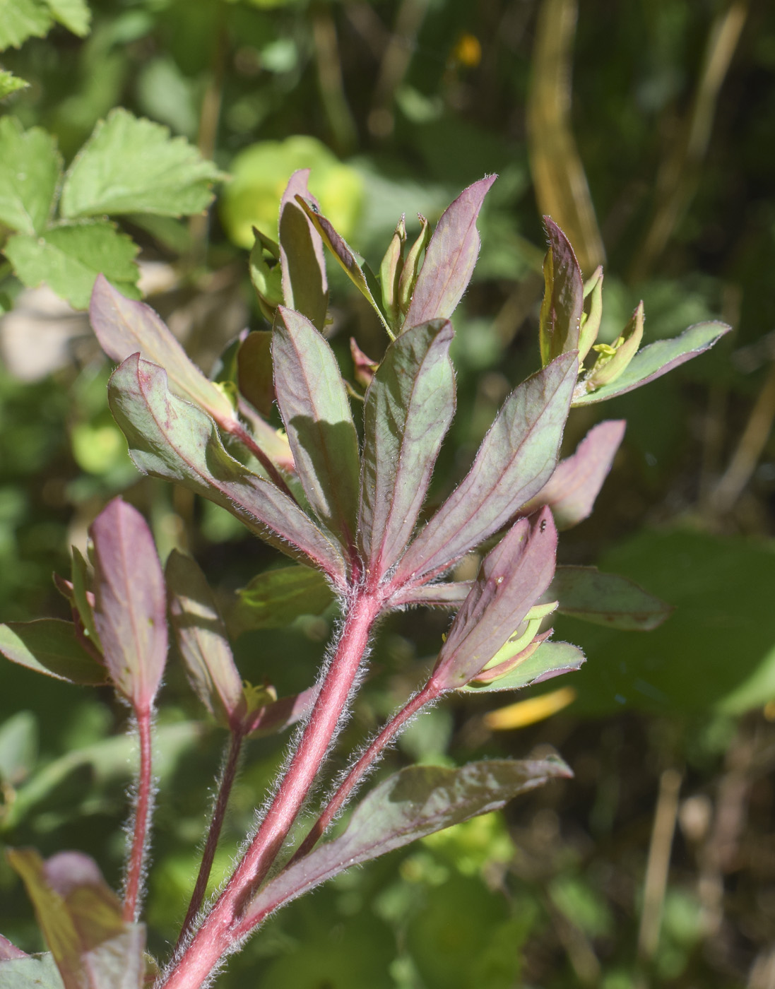 Image of Euphorbia amygdaloides specimen.