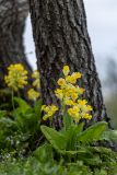 Primula macrocalyx. Цветущее растение. Дагестан, Казбековский р-н, окр. с. Дубки, лесная опушка. 27.04.2026.