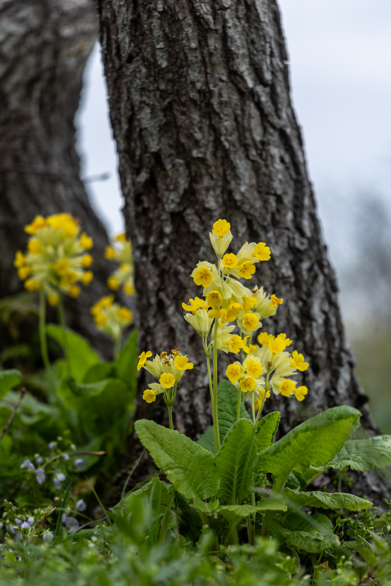 Image of Primula macrocalyx specimen.