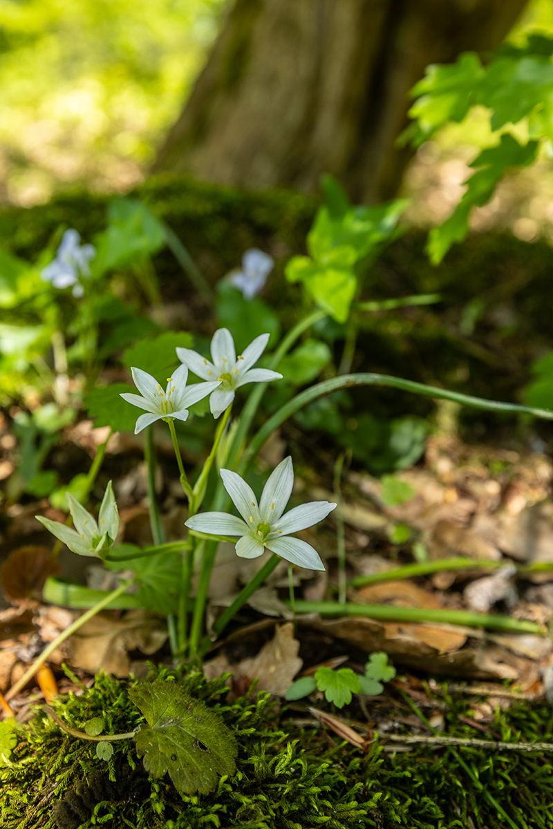 Изображение особи Ornithogalum sintenisii.