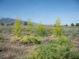 Ferula paniculata. Цветущие растения. Казахстан, Жетысуская обл., Алакольский р-н, окр с. Акши; Балхаш-Алакольская впадина, сев.-зап. предгорья Джунгарского Алатау, глинистый участок пустыни, старая противопожарная распашка. 7 мая 2026 г.