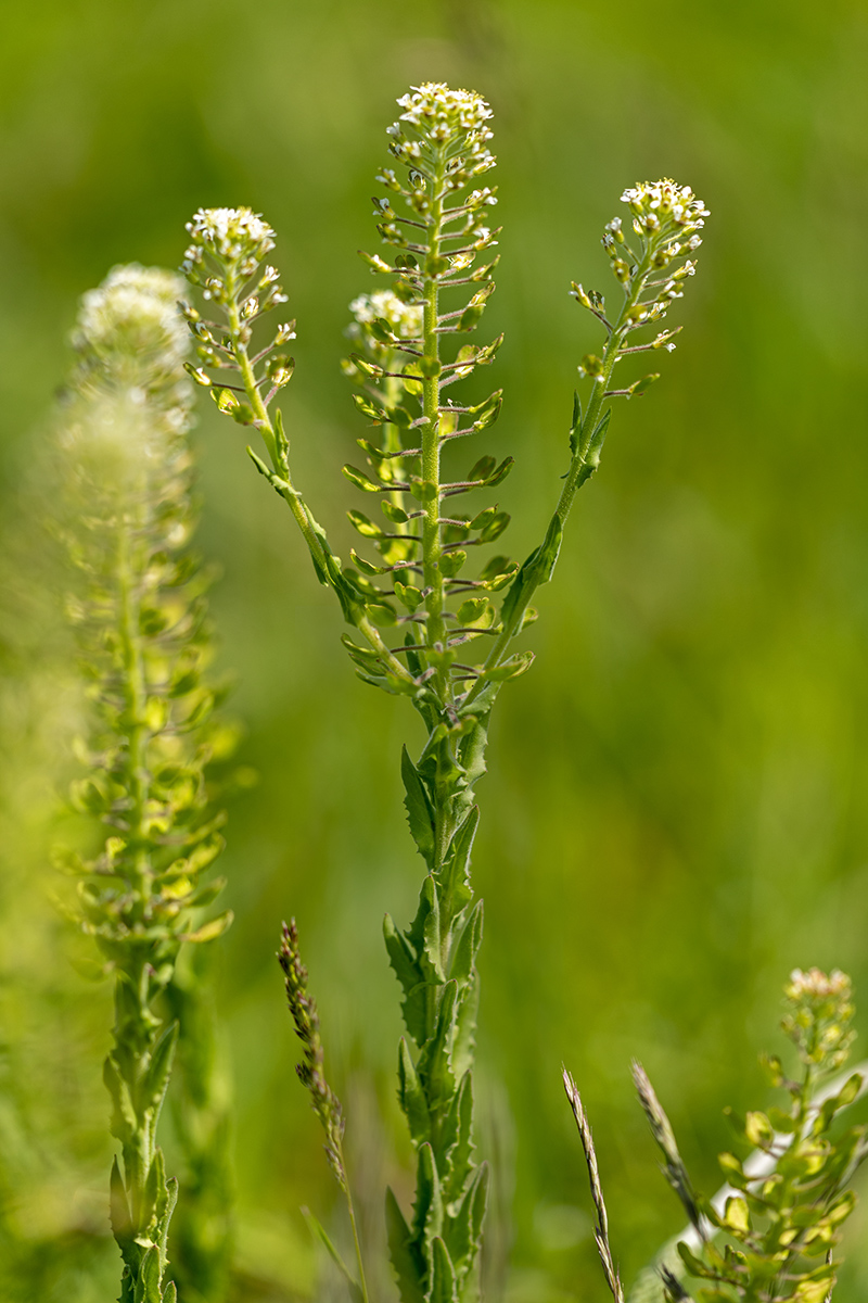 Изображение особи Lepidium campestre.