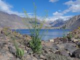 Sisymbrium brassiciforme. Цветущие растения. Таджикистан, Горно-Бадахшанская автономная обл., Рушанский р-н, хр. Музкол, Сарезское оз., Усойский завал, ≈ 3255 м н.у.м., берег озера со скоплением крупноглыбового обломочного материала. 22 июня 2026 г.