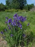 Iris sanguinea. Цветущее растение. Хабаровский край, окр. г. Комсомольск-на-Амуре, зарастающий луг. 16.06.2026.