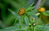 Bidens cernua. Соцветие. Московская обл., Дмитровский гор. округ, дол. р. Якоть, берег ручья. 23.08.2026.