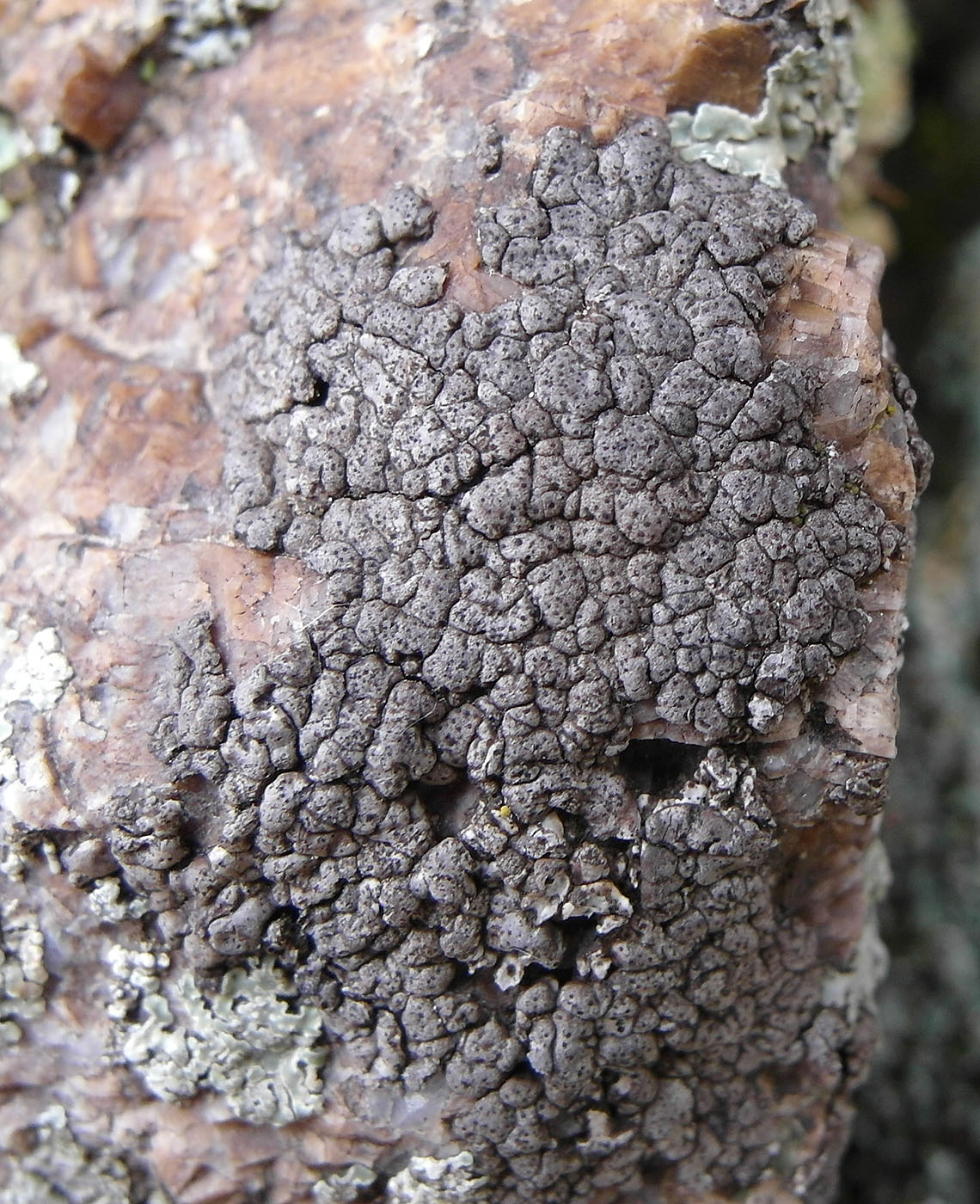 Изображение особи Verrucaria bernaicensis.
