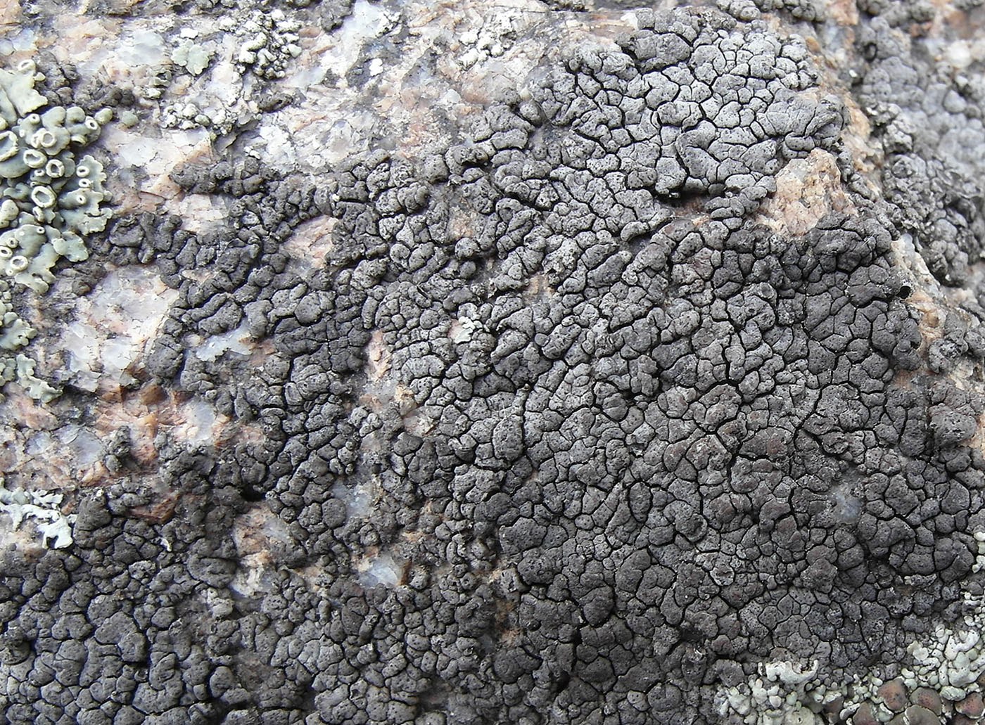 Изображение особи Verrucaria bernaicensis.
