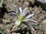 genus Taraxacum. Соцветие. Таджикистан, Горно-Бадахшанская автономная обл., Мургабский р-н, окр. пер. Харгуш, побережье оз. Харгуш, ≈ 4260 м н.у.м., берег ручья. 5 июля 2026 г.