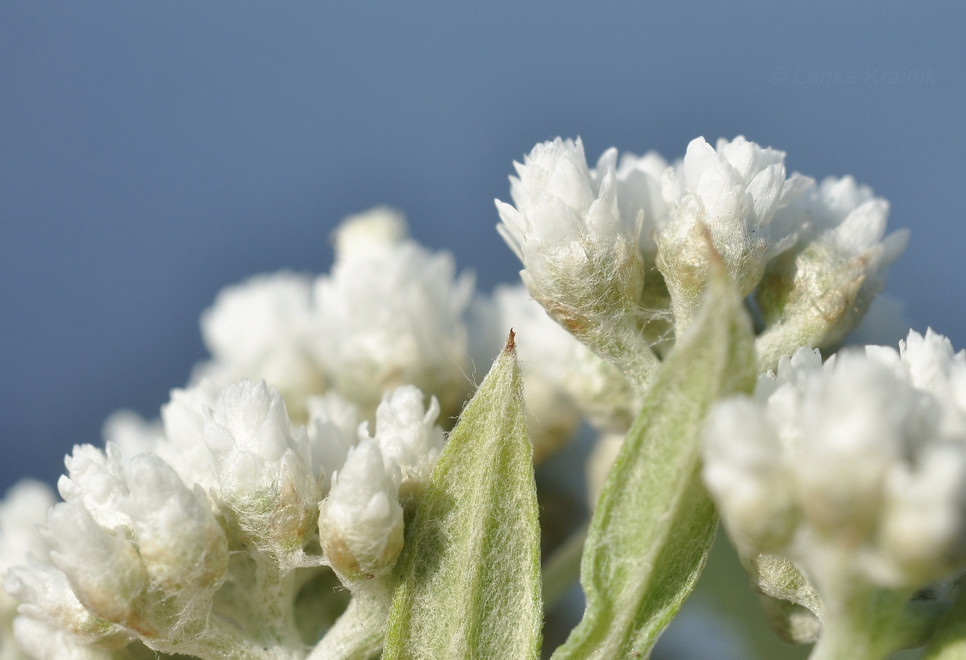 Изображение особи Anaphalis pterocaulon.