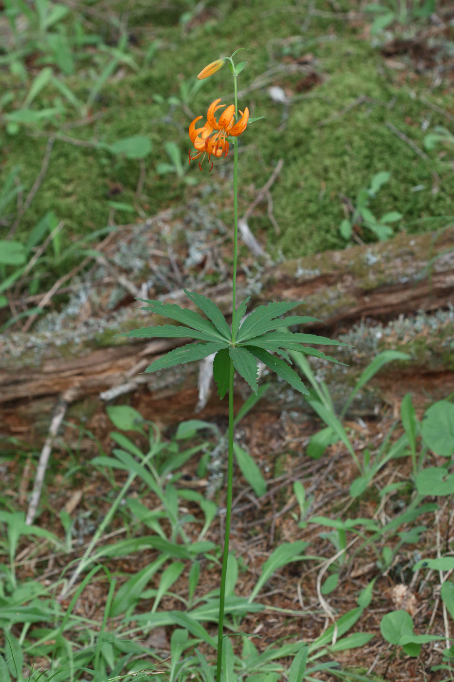 Image of Lilium debile specimen.