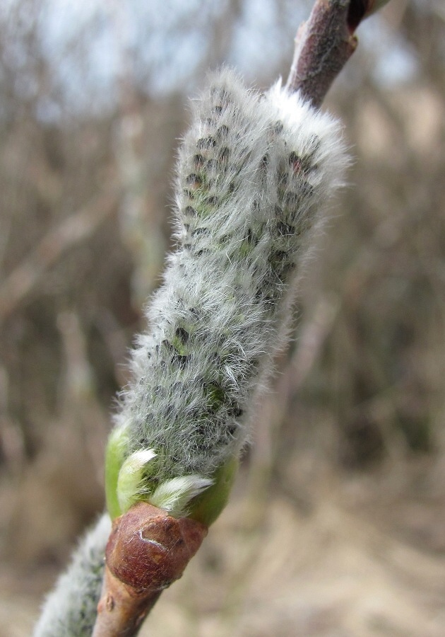 Изображение особи Salix cinerea.