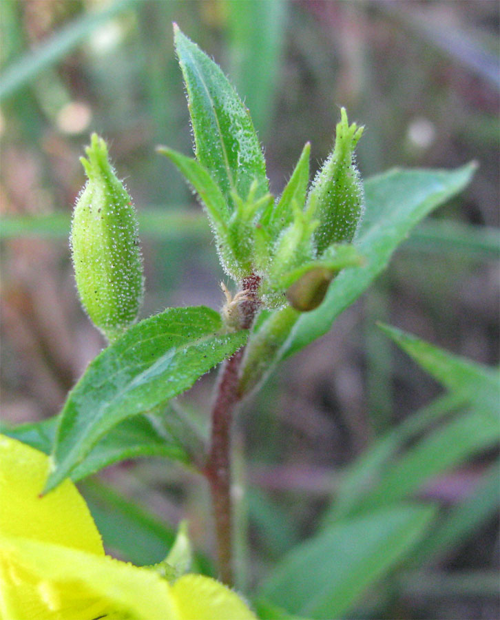 Image of Oenothera rubricaulis specimen.