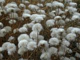 Crepis rhoeadifolia