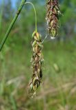 Carex limosa