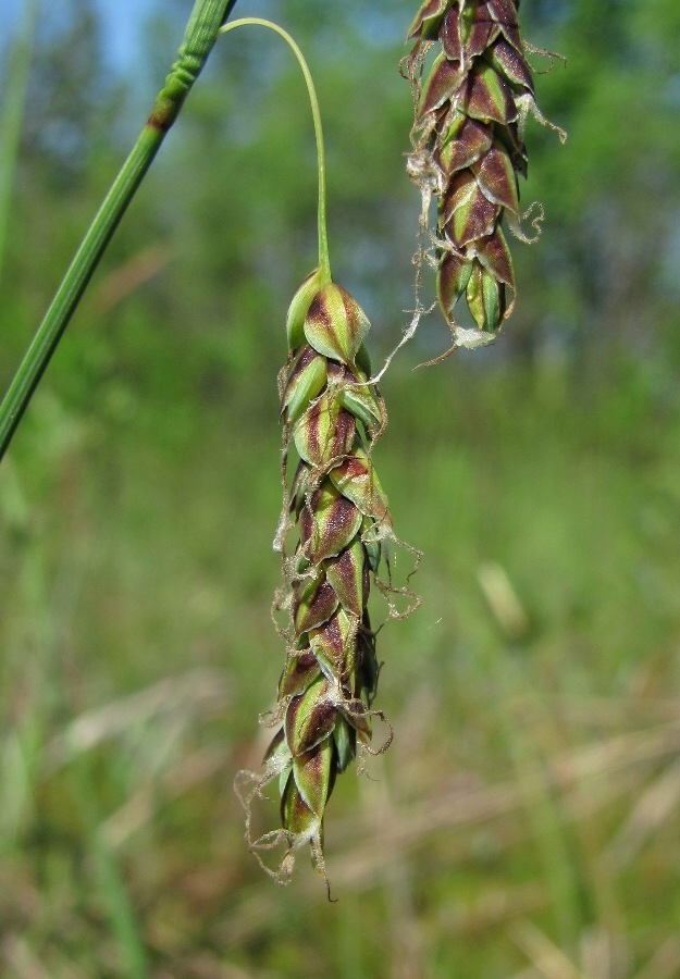 Изображение особи Carex limosa.