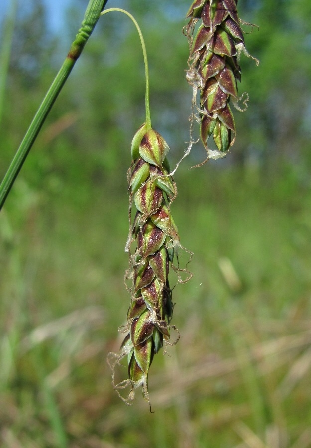 Image of Carex limosa specimen.