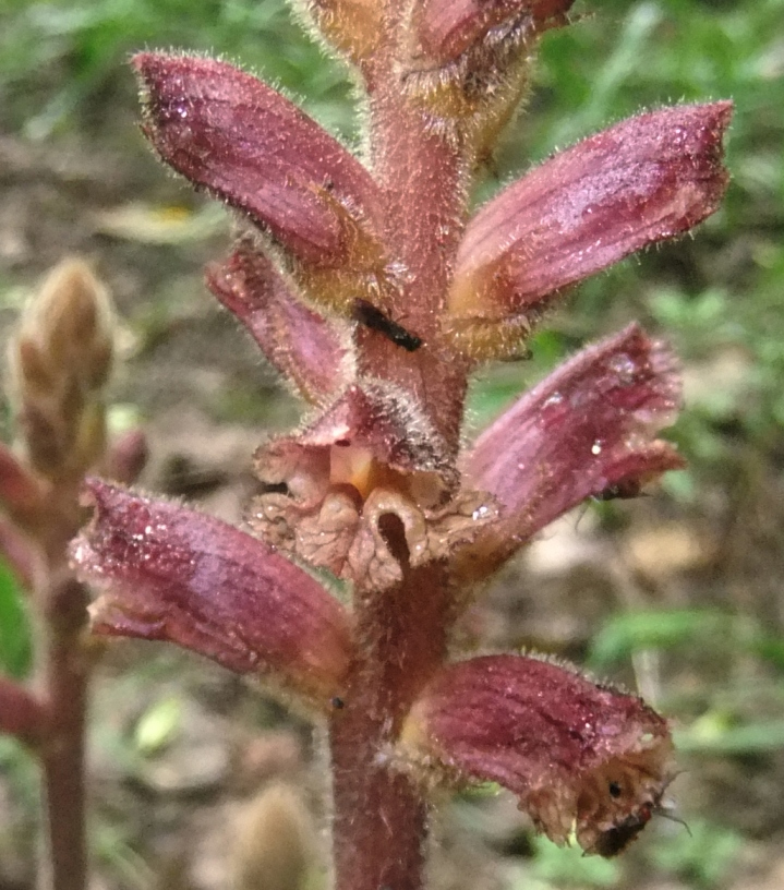 Изображение особи Orobanche laxissima.