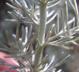Artemisia austriaca. Часть побега. Украина, г. Запорожье, о-в Хортица. 06.07.2011.