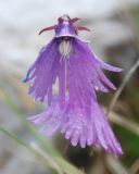 genus Soldanella