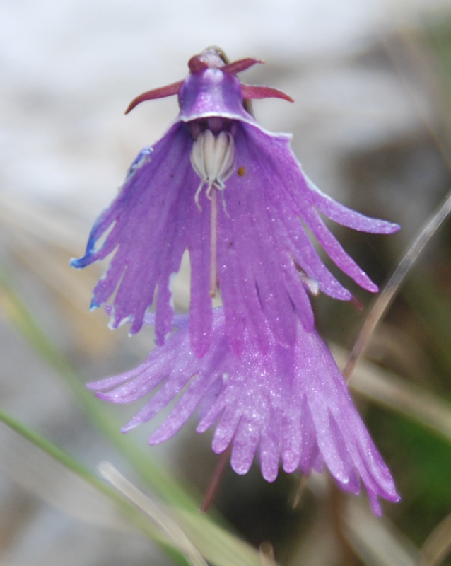 Image of genus Soldanella specimen.