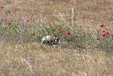 Papaver pavoninum. Среднеазиатская черепаха (Testudinidae. Agrionemys horsfieldii (Gray, 1844)) с удовольствием поглощает цветы этого мака. 02.05.2010.
