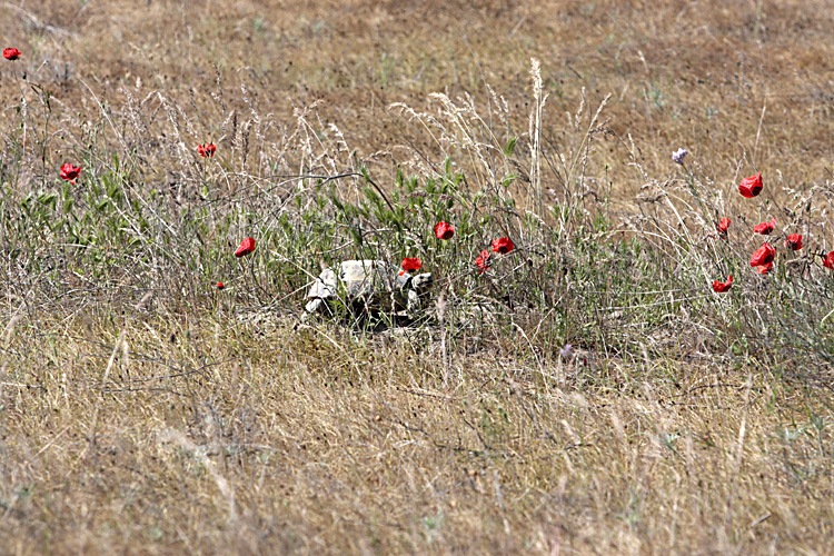 Изображение особи Papaver pavoninum.